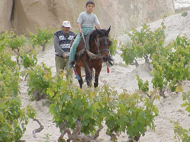   Horse and plow Kizilcukur      Cappadocia